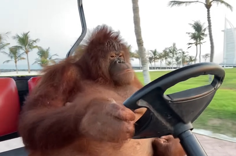 Watch Funny Orangutan Driving a Golf Cart (Video) | Blist