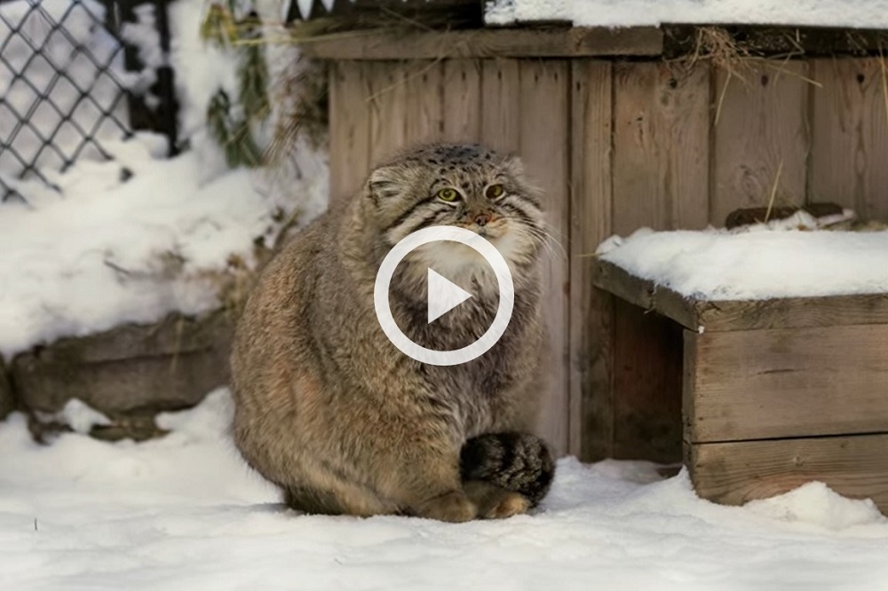 Cute and Funny Pallas Cat Using Its Tail To Warm Its Feet