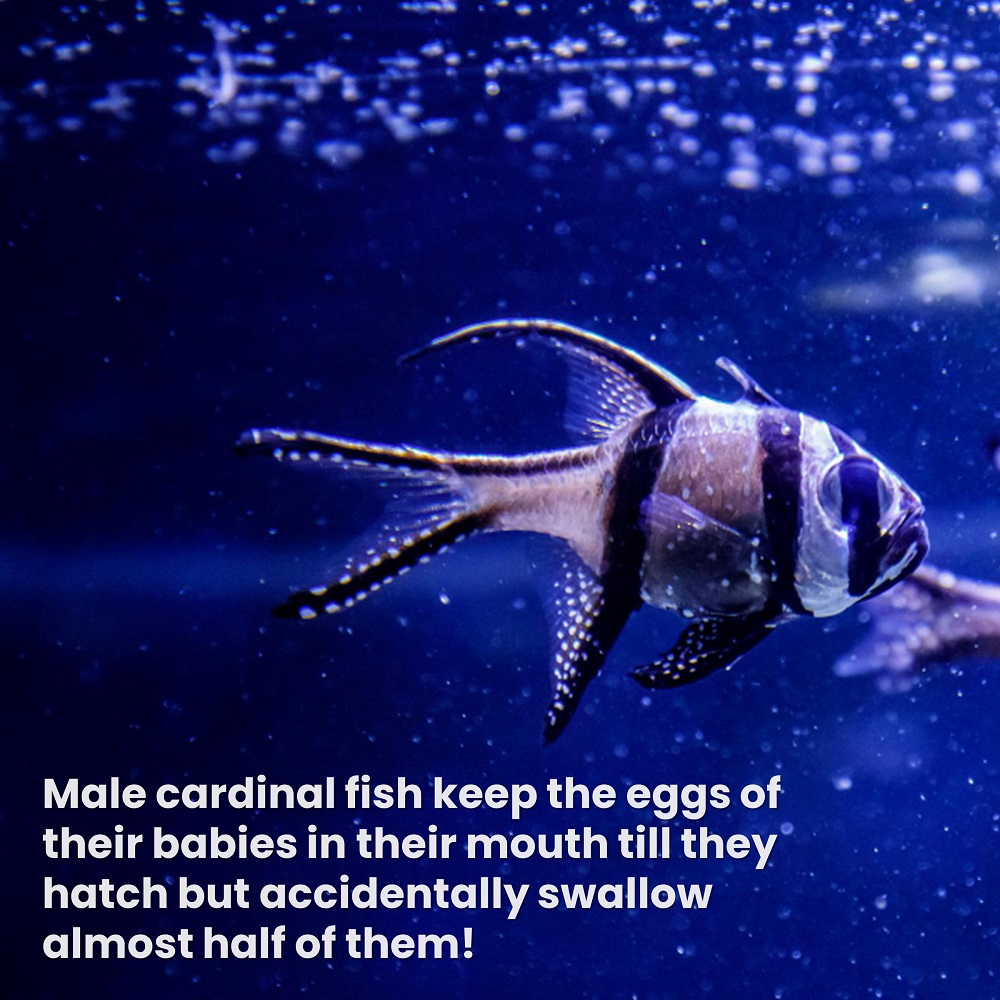 Weird And Funny Nature Facts