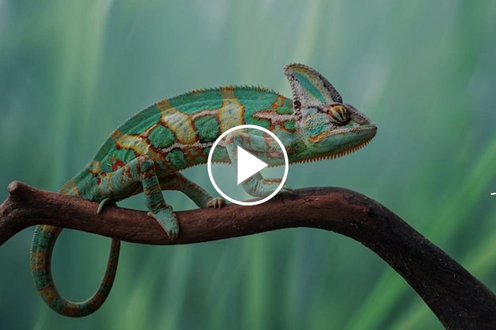 How And Why Do Chameleons Change Their Colors?